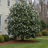 Camellia X Snow Flurry Camellia