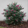 Camellia Sasanqua Sparkling Burgundy Camellia