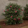 Camellia Sasanqua Alabama Beauty Camellia