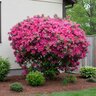Rhododendron x Judge Solomon Azalea