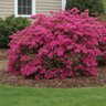Rhododendron X Karen Azalea