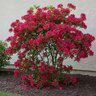 Rhododendron X Red Ruffles Azalea