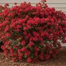 Rhododendron X Formosa Red Azalea
