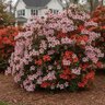 Rhododendron X Hilda Niblett Azalea