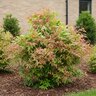 Nandina Domestica Blush Pink Heavenly Bamboo