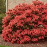 Rhododendron X Johanna Azalea
