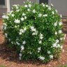 Gardenia jasminoides Frostproof Cape Jasmine