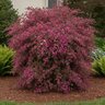 Loropetalum Chinense var. Rubrum Zhuzhou Fuchsia Fringe Flower