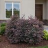 Loropetalum Chinense var. Rubrum Daruma Fringe Flower