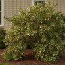 Leucothoe Populifolia Florida Doghobble