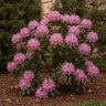Rhododendron X Roseum Pink Rhododendron