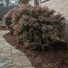Pieris Japonica Dorothy Wycoff Japanese Andromeda