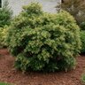 Pieris Japonica Prelude Japanese Andromeda