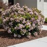Rhaphiolepis Indica Pink Lady Indian Hawthorn