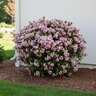 Rhaphiolepis Indica Sopink Snow Pink Indian Hawthorn