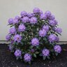 Rhododendron X Minnetonka Rhododendron