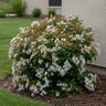 Rhaphiolepis indica Snow White Indian Hawthorn