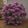 Rhododendron X Anah Kruschke Rhododendron