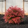 Nandina Domestica Greray Sunray Heavenly Bamboo