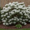 Rhododendron x Cunningham's White Rhododendron