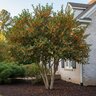 Osmanthus Fragrans var. Aurantiacus Sweet Olive