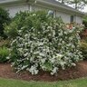Viburnum obovatum Mrs. Schiller's Delight Walter's Viburnum