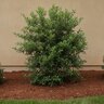 Osmanthus X Fortunei Fruitlandii Tea Olive
