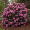 Rhododendron Maximum Roseum Rosebay Rhododendron