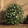 Camellia Sasanqua Marie Kirk Autumn Moon Camellia