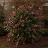Camellia Sasanqua Rose of Autumn Camellia