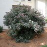 Pittosporum Crassifolium Karo