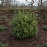 Sarcococca Hookeriana Himalayan Wonders var. Humilis Sarsid 1 Fragrant Valley Sweet Box