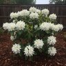 Rhododendron catawbiense Chionoides Rhododendron 30 in. Height 10 gal. Container