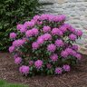 Rhododendron hybrid PJM Regal Rhododendron