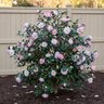 Camellia Sasanqua October Magic Inspiration Camellia
