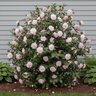 Camellia x High Fragrance Camellia