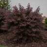 Loropetalum Chinense Carolina Midnight Fringe Flower