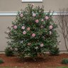 Camellia Sasanqua Moonshadow Camellia