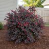 Loropetalum Chinense Shang-Red Red Diamond Fringe Flower