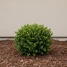 Buxus microphylla var. Japonica Morris Midget Japanese Boxwood