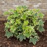 Fatshedera Lizei Angyo Star Tree Ivy