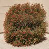 Grevillea Thelemanniana Hummingbird Bush