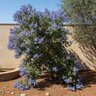 Ceanothus Ray Hartman Wild Lilac