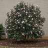 Camellia Japonica Ella Ward Parsons Camellia
