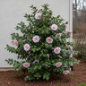 Cameliia Japonica LA Peppermint Camellia