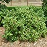 Rhamnus Californicus Eve Case Coffeeberry