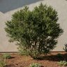 Myrtus Communis Boetica Twister Myrtle