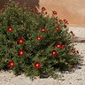 Helianthemum Nummularium Mesa Wine Rock Rose