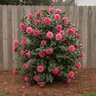 Camellia Japonica Rose Dawn Camellia
