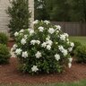 Gardenia Jasminoides Crown Jewel Cape Jasmine